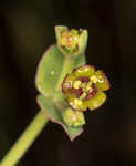 Florida pineland spurge